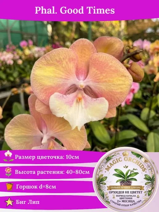 Орхидея живая Phal. Good Times - 2,5"