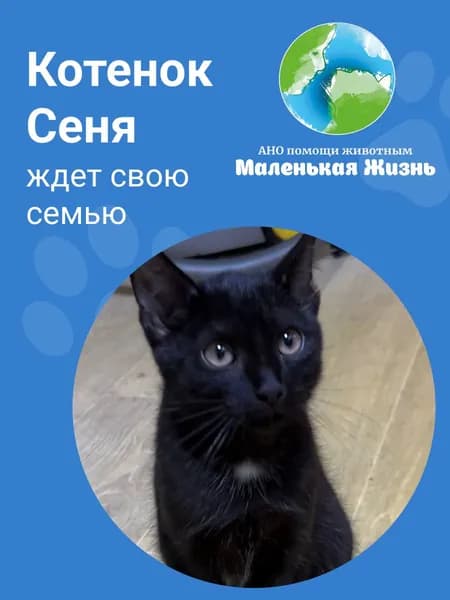 Помочь Сене найти дом