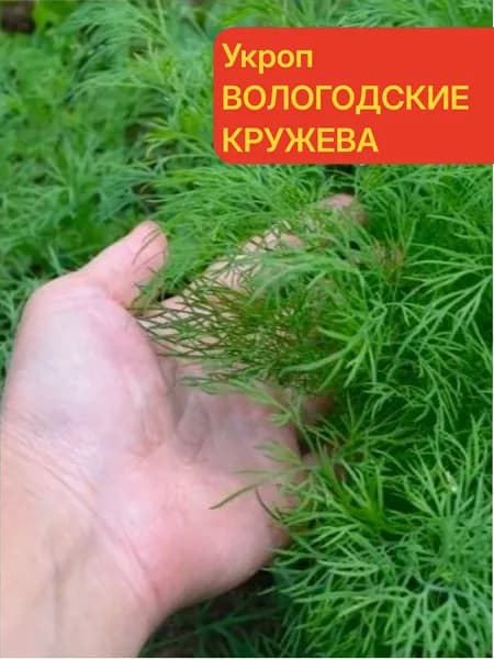 Укроп ВОЛОГОДСКИЕ КРУЖЕВА - Оочень ранний урожай - через 25-30 дней!!! / Семена укропа 1 гр. - Агрофирма АЭЛИТА