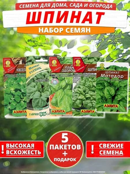 Семена шпинат для дома сада посадки