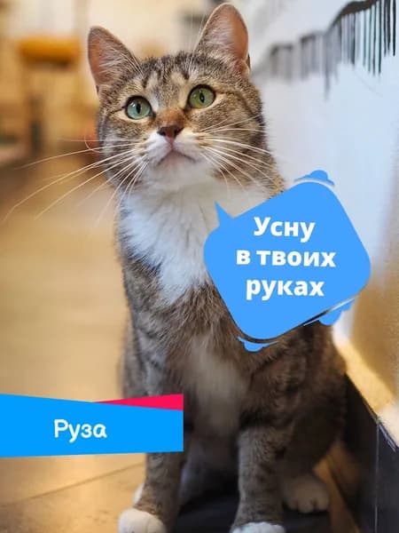 Помочь кошечке Рузе найти дом