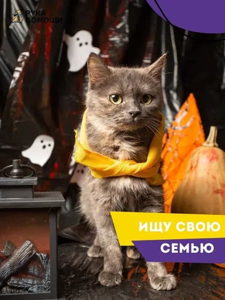 Помочь Айси найти дом