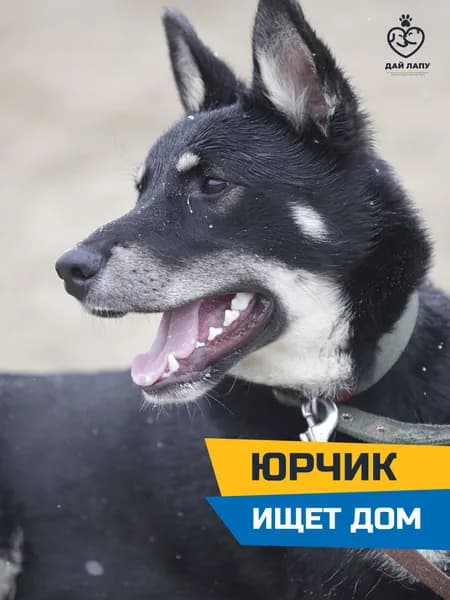 Помочь Юрчику найти дом