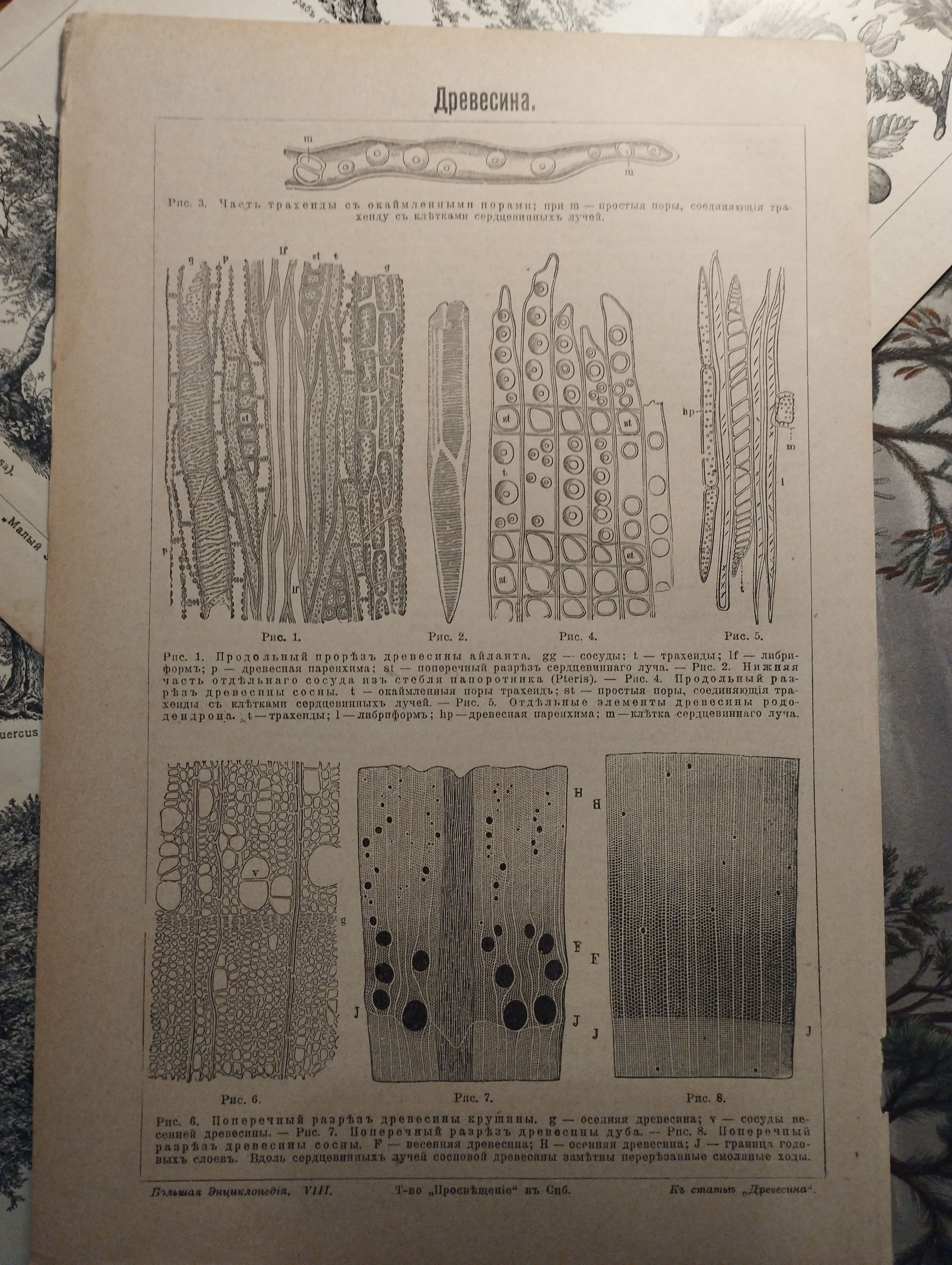 Литография из энциклопедии. Древесина. 1909 г.