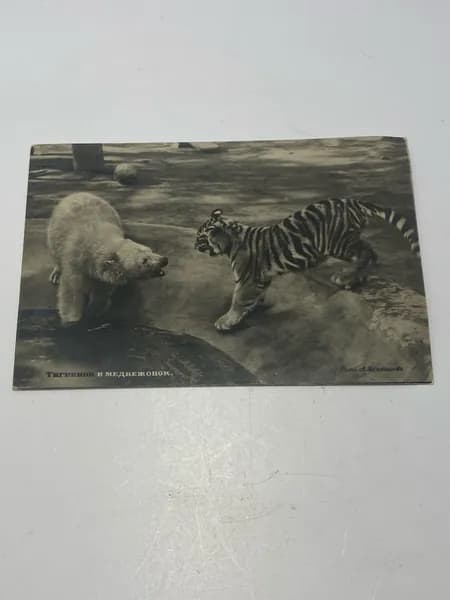 Почтовая карточка 1950 г. Тигренок и медвежонок.