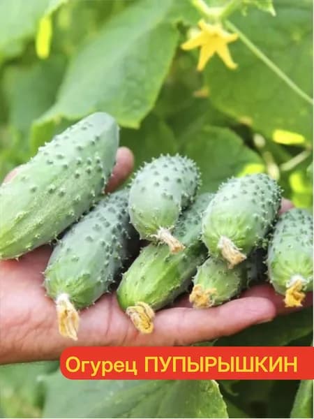 Огурец ПУПЫРЫШКИН - Для бочковой засолки и баночной консервации!!! / Семена огурцов 20 шт. - Агрофирма АЭЛИТА