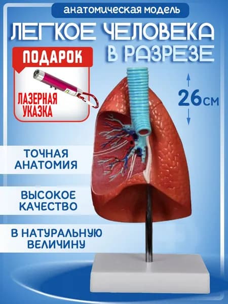 Анатомическая модель легких человека, одна часть в натуральную величину, лазер с фонариком в комплекте
