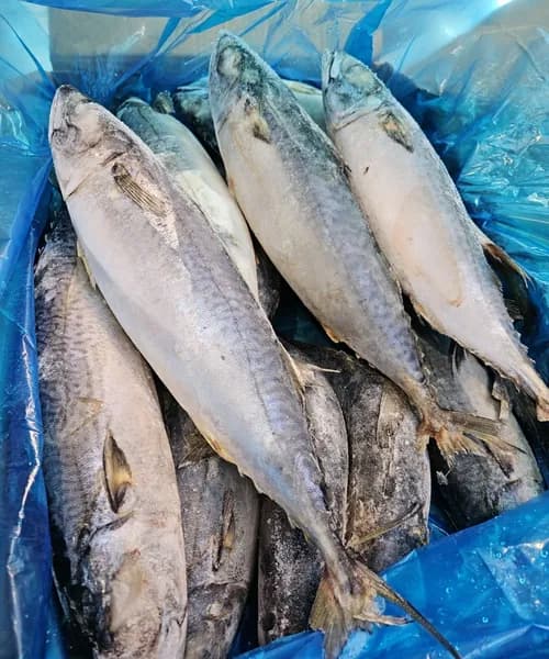 Свежезамороженная скумбрия 200/400 коробка 3 кг целая, н/р с головой, с хвостом