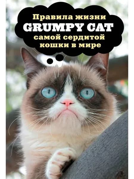 Правила жизни самой сердитой кошки