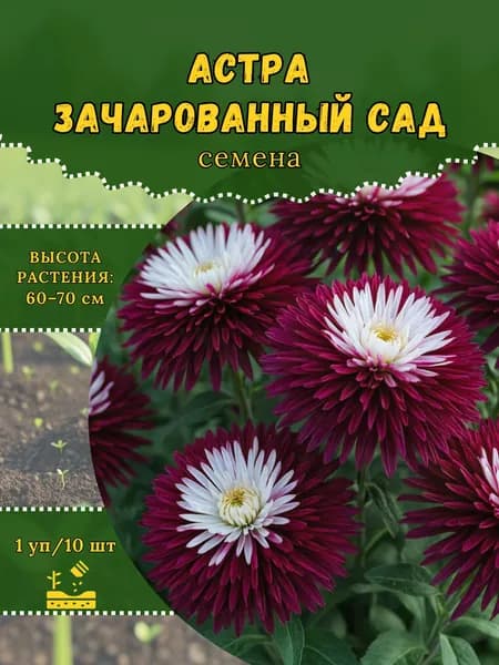 Астра "Зачарованный Сад" семена, 1 пачка