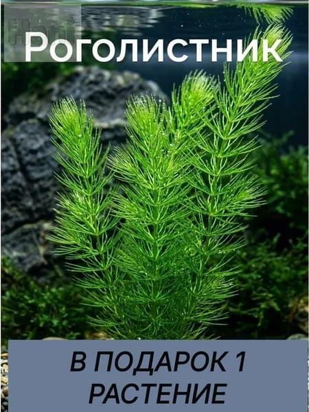 Растения для аквариума живые. Роголистник. 3 ветки.