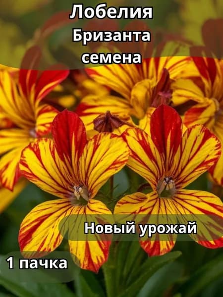 Лобелия Бризанта, семена 10шт