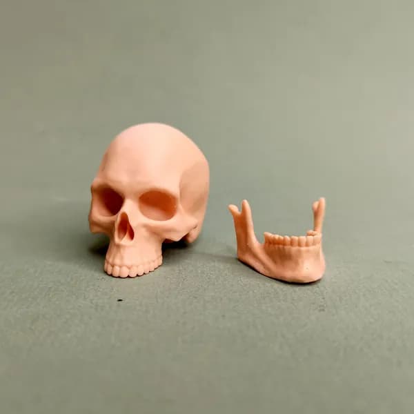 Череп в масштабе 1:6. С нижней челюстью.