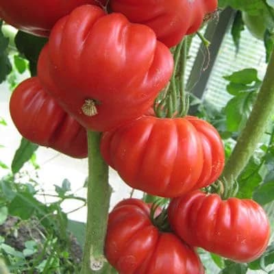 Коллекционные семена томата Лев Минусинский