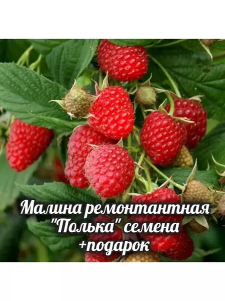 Семена