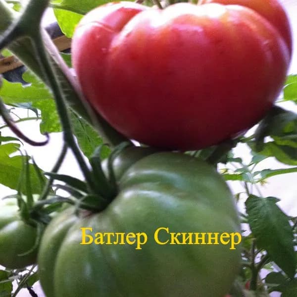 Коллекционные семена томата Батлер Скиннер