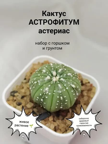 Кактус Астрофитум астериас, живое растение