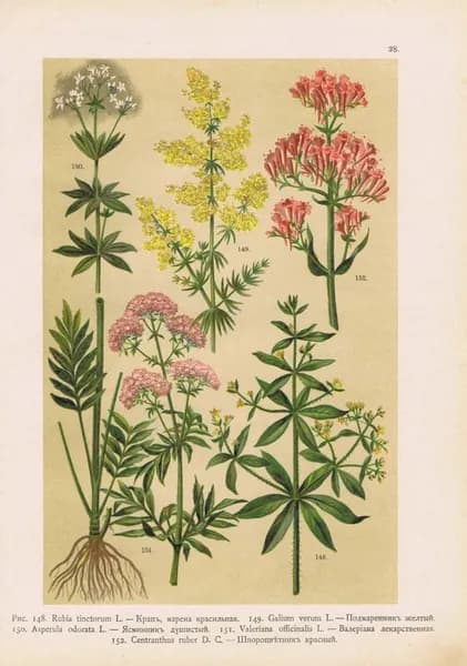 Цветы. Крап (марена красильная), подмаренник желтый, ясменник душистый, валериана лекарственная, шпороцветник красный. Хромолитография антикварная. Россия, 1899 год