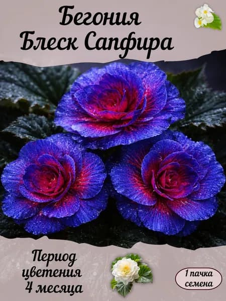 Бегония Блеск Сапфира, семена, 10 шт.