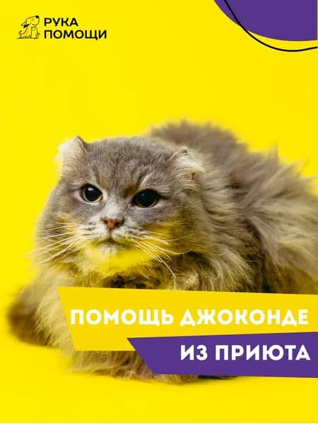 Помочь Джоконде найти дом