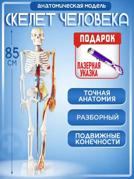 Анатомическая модель скелет человека 85см с кровеносными сосудами и нервами, лазер с фонариком на карабине в комплекте