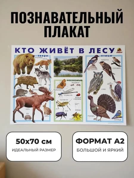Развивающий плакат А2. "Кто живёт в лесу"