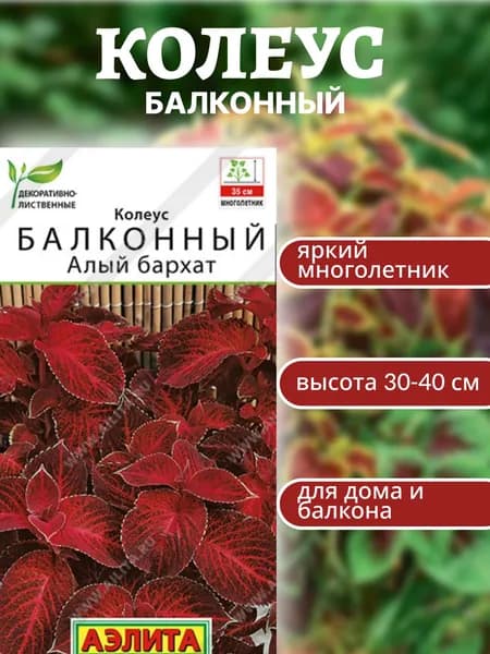 Колеус балконный "Алый бархат"