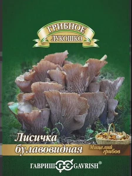 *Лисичка Булавовидная на зерновом субстрате