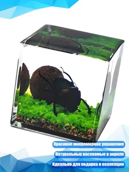 Насекомые в акриловом блоке, 4CM - Навоз b33tle