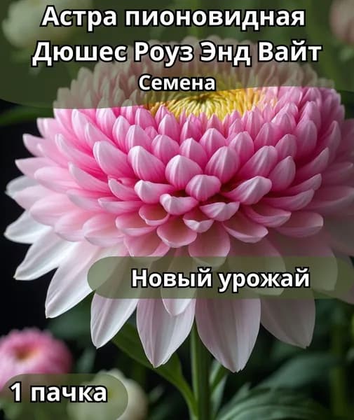 Астра пионовидная Дюшес Роуз Энд Вайт, семена 10 шт