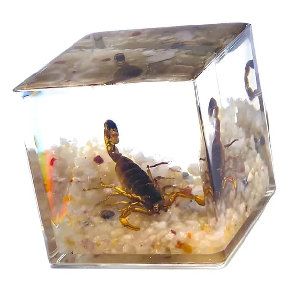 Блок для демонстрации насекомых из акрила, 4CM - Золотой скорпион0n