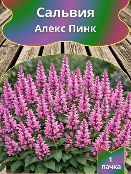 Сальвия (шалфей) Алекс Пинк , семена 10 шт.