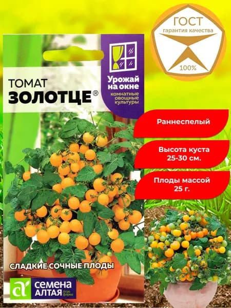 Семена томатов Золотце. Томат низкорослый, раннеспелый, комнатный, балконный. Отличные вкусовые качества, ароматный.
