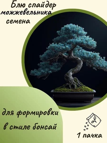 Можжевельник Блю спайдер(бонсай), 10 шт. семян