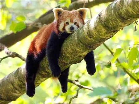 Алмазная мозаика со стразами Малая панда/Выкладка полная/Размер холста 30х40 см/Размер картинки 25х35