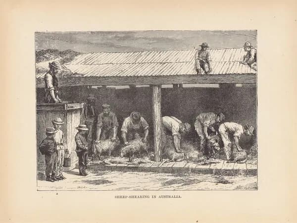 Австралия. Стрижка овец. Антикварная гравюра (ксилография). США, 1892 г.