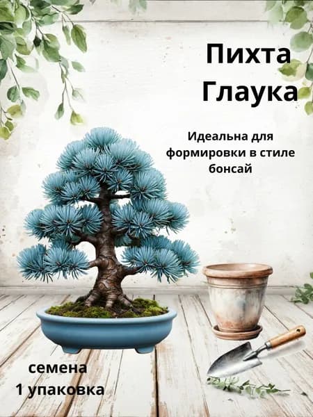 Пихта Глаука, семена бонсай, 10 шт