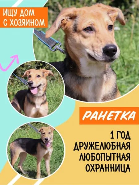 Помочь Ранетке найти дом