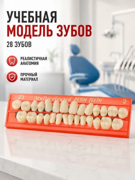 Полный съемный протез, сверхизносостойкие зубы, учебная модель, 1 набор