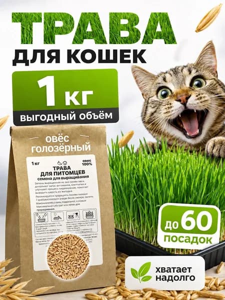 Трава для кошек. Семена для проращивания. Овес лакомство для животных
