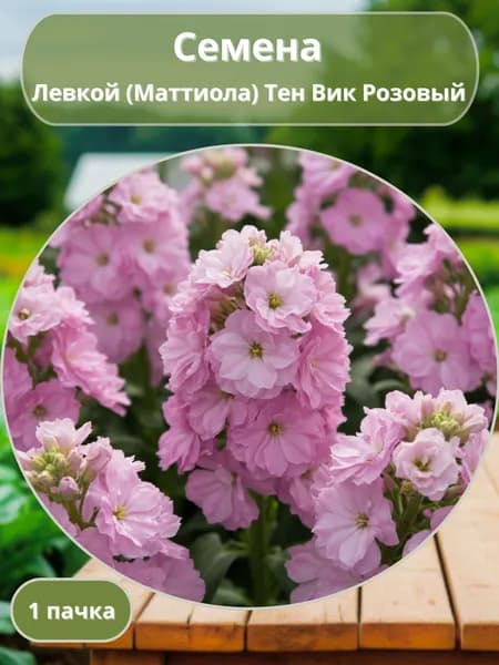 Левкой (Маттиола) Тен Вик Розовый, семена 10 шт
