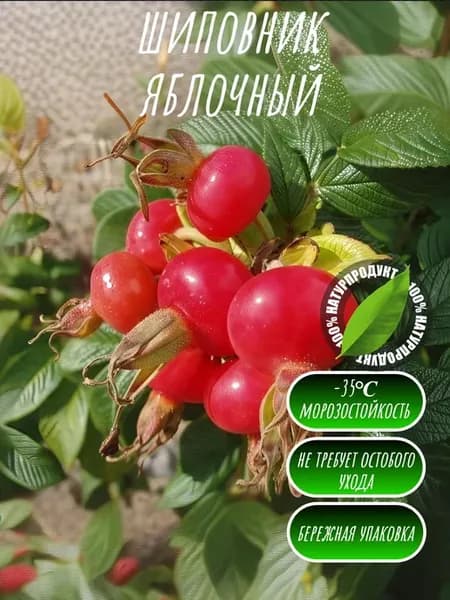 Шиповник Яблочный