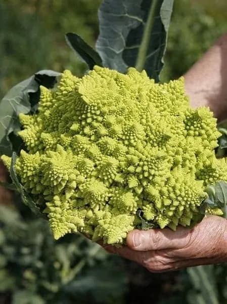 Капуста цветная РОМАНЕСКО - Вкус нежный, сливочно-ореховый! / Семена капусты 0,3 гр. - Агрофирма АЭЛИТА