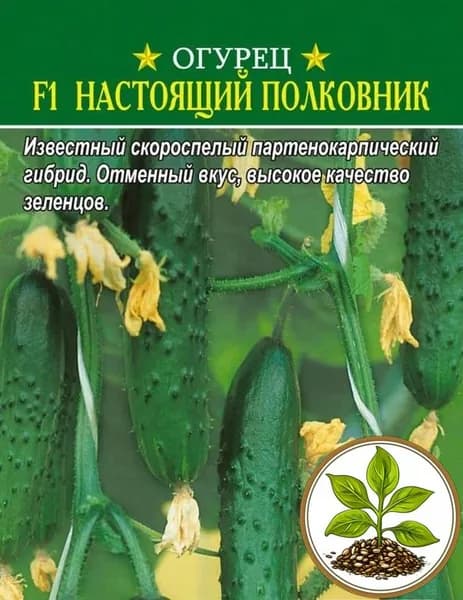 Семена коллекционные огурца F1 Настоящий полковник