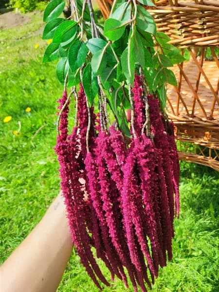Растение искусственное