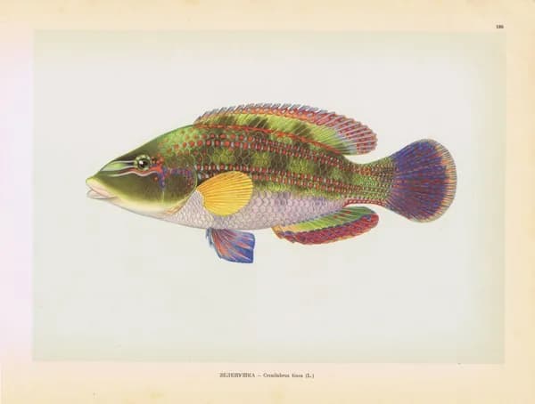 Рыбы. Зеленушка (рулена, лапина). Антикварная офсетная литография. СССР, 1949 год