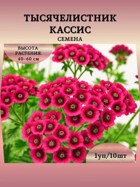 Тысячелистник "Кассис" семена, 1 пачка