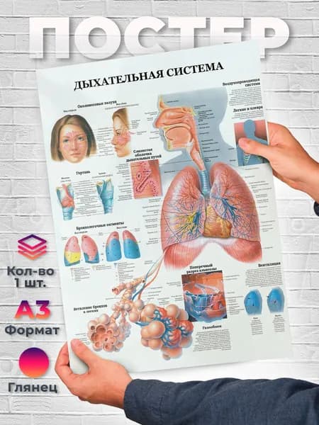 Постер "Дыхательная система человека А3", 42х29.7 см