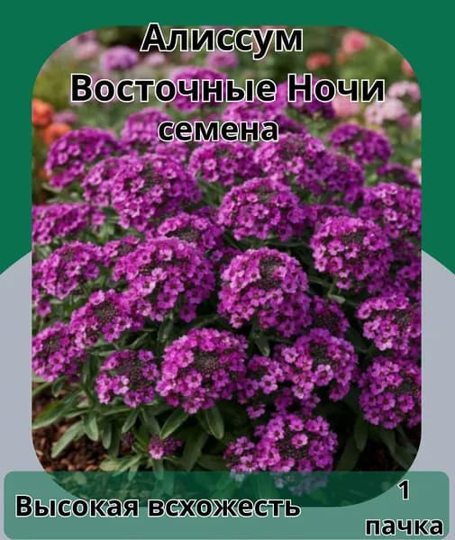 Алиссум Восточные Ночи, семена 10 шт