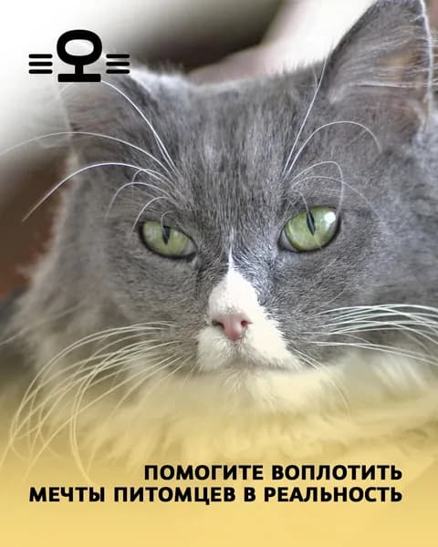 Помочь Кузе найти дом